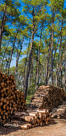 Abattage d’arbres