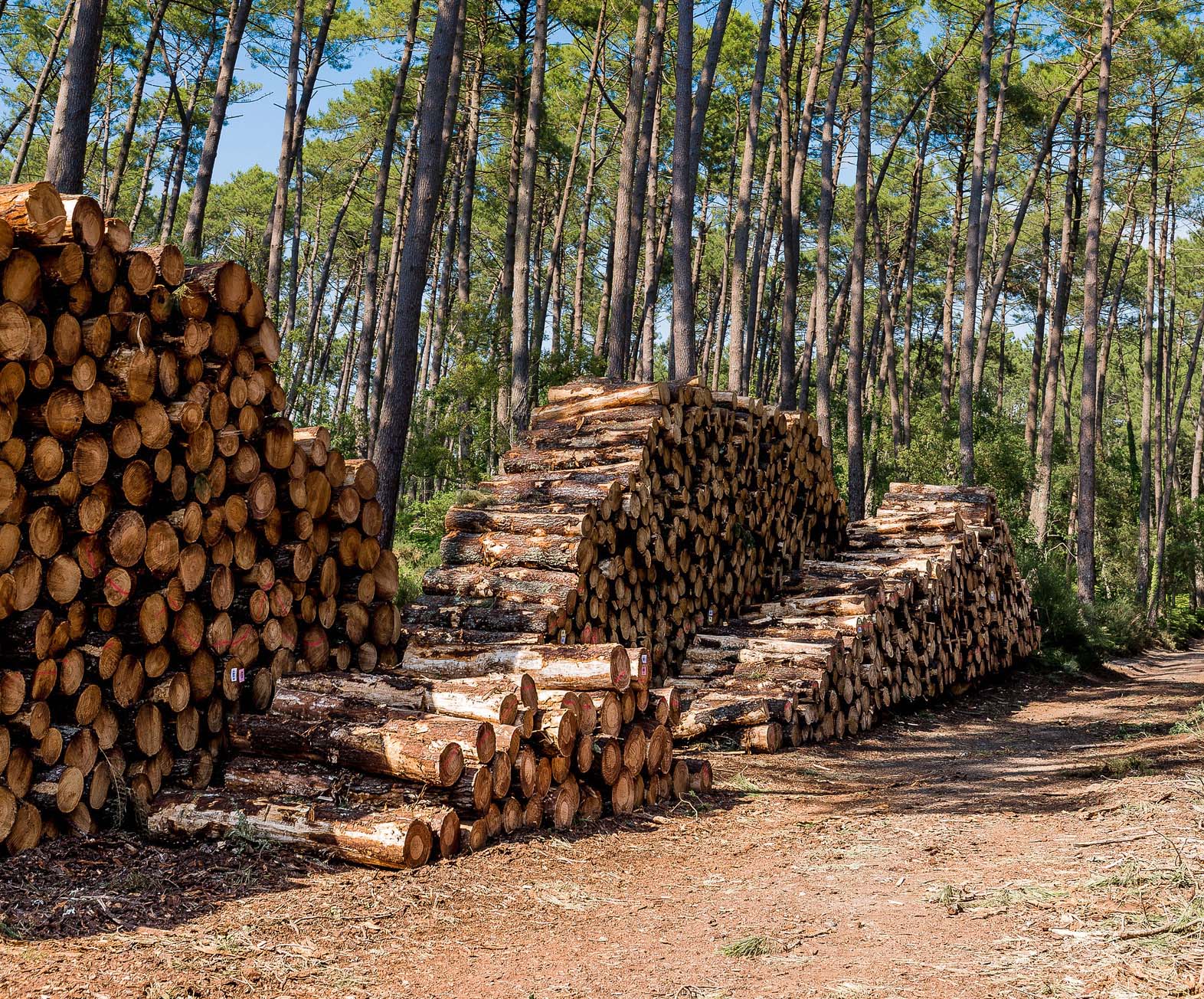 Abattage d’arbres