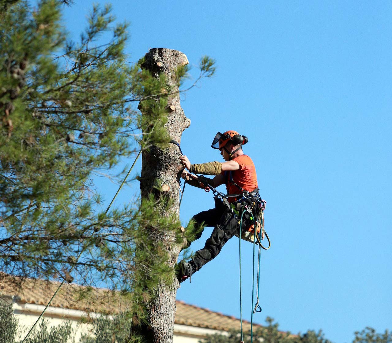 Elagage d’arbres