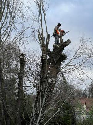 Élagage d’arbres 